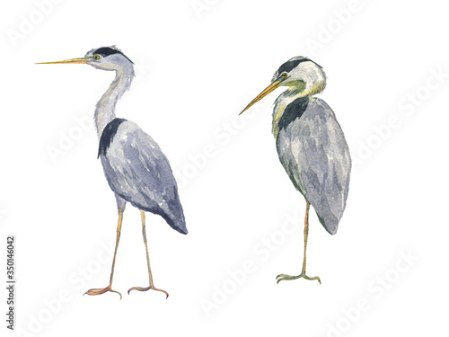 Watercolor two heron birds isolated on white background. Hand drawing illustration of Grey heron. Japan bird. Perfect for cards, print, sticker, greeting card.