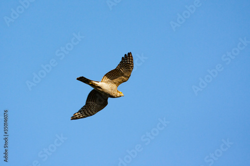 Eurasian Sparrowhawk, bird (Accipiter nisus)