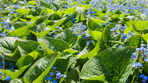 Blue flowers between green leaves in sunlight. Omphalodes verna, creeping navelwort or blue-eyed-Mary.