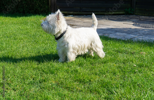 West Highland White terrier in the garden