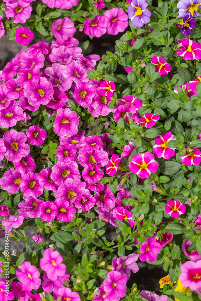 Fototapeta premium Spring outdoor dense colored morning glory，Pharbitis nil (L.) Choisy