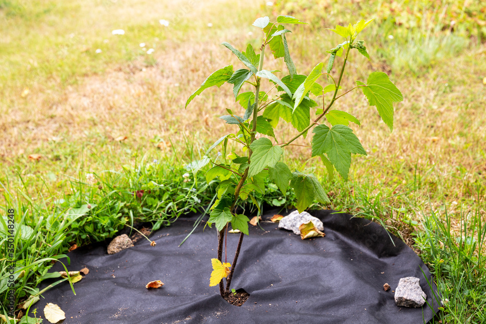 Blackcurrant seedling