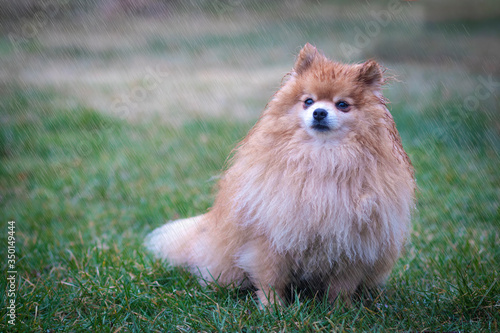 Schilderij op canvas Cute sad upset little animal, dog in the rain