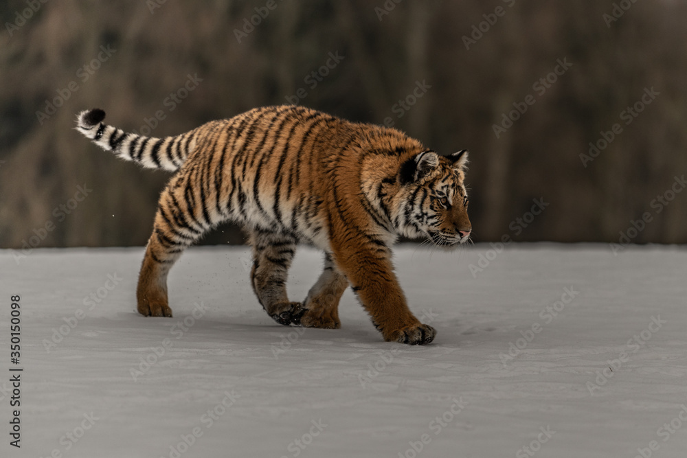 Obraz premium Siberian Tiger running in snow. Beautiful, dynamic and powerful photo of this majestic animal. Set in environment typical for this amazing animal. Birches and meadows