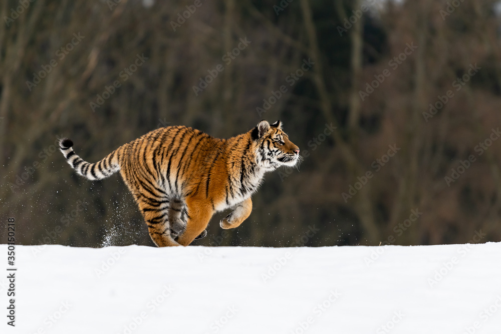 Fototapeta premium Siberian Tiger running in snow. Beautiful, dynamic and powerful photo of this majestic animal. Set in environment typical for this amazing animal. Birches and meadows