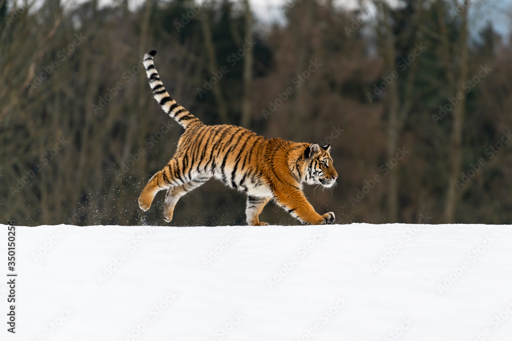 Obraz premium Siberian Tiger running in snow. Beautiful, dynamic and powerful photo of this majestic animal. Set in environment typical for this amazing animal. Birches and meadows