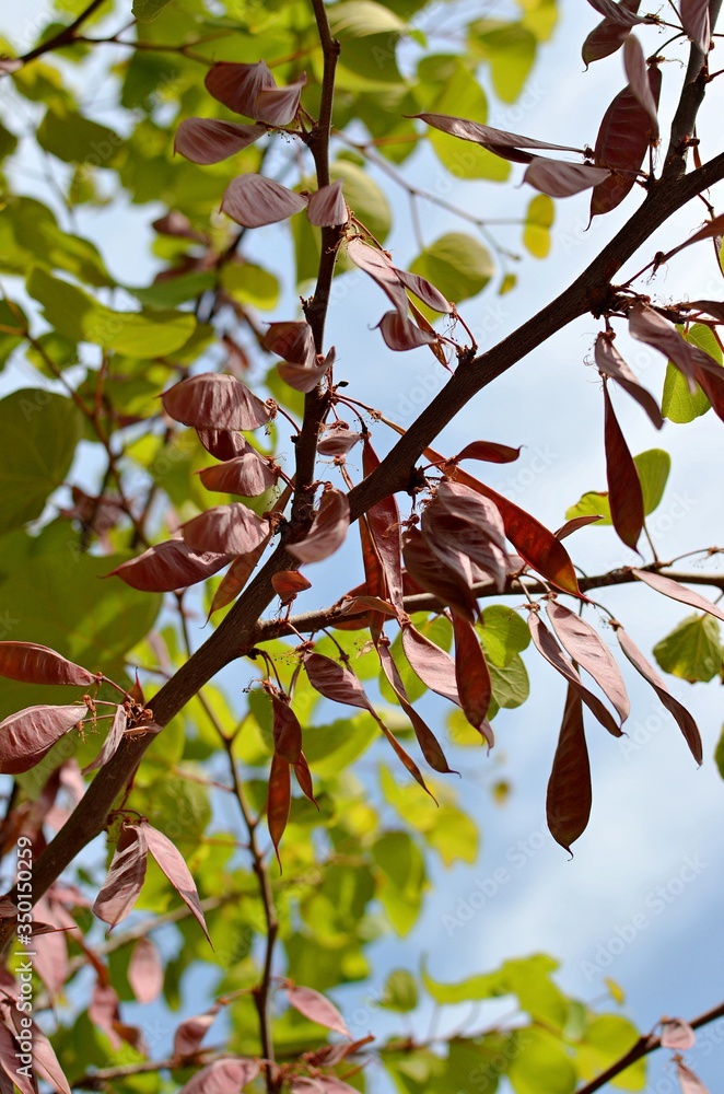 branch with green leaves on a background of blue sky with pods
