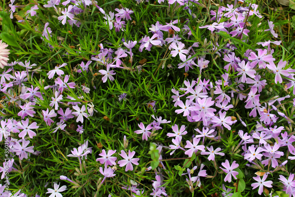 Purple wildflowers as the background image. Purple wildflowers as the background image.