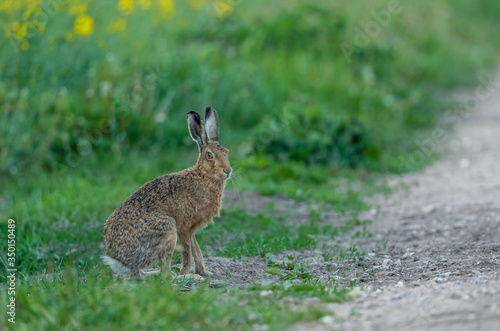 Hare, Close up of a Brown or European hare (Scientific name: Lepus europaeus) sat alert at the edge of an arable field, facing right. Blurred background. Horizontal. Space for copy.