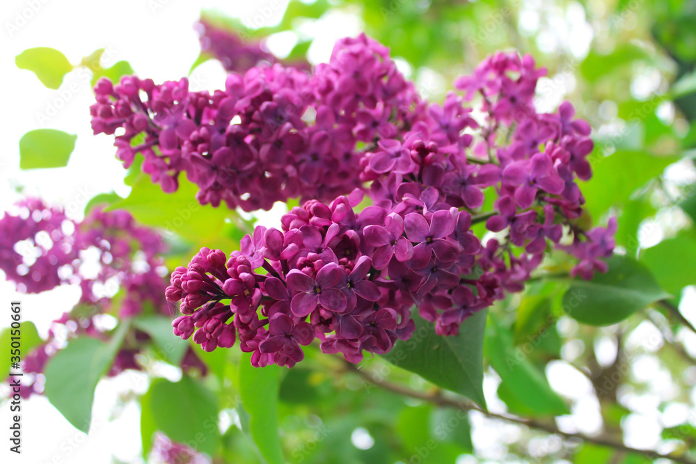 Purple lilac flowers as background image. Purple lilac flowers as background image.