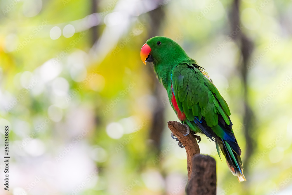 Beautiful parrot on the branch
