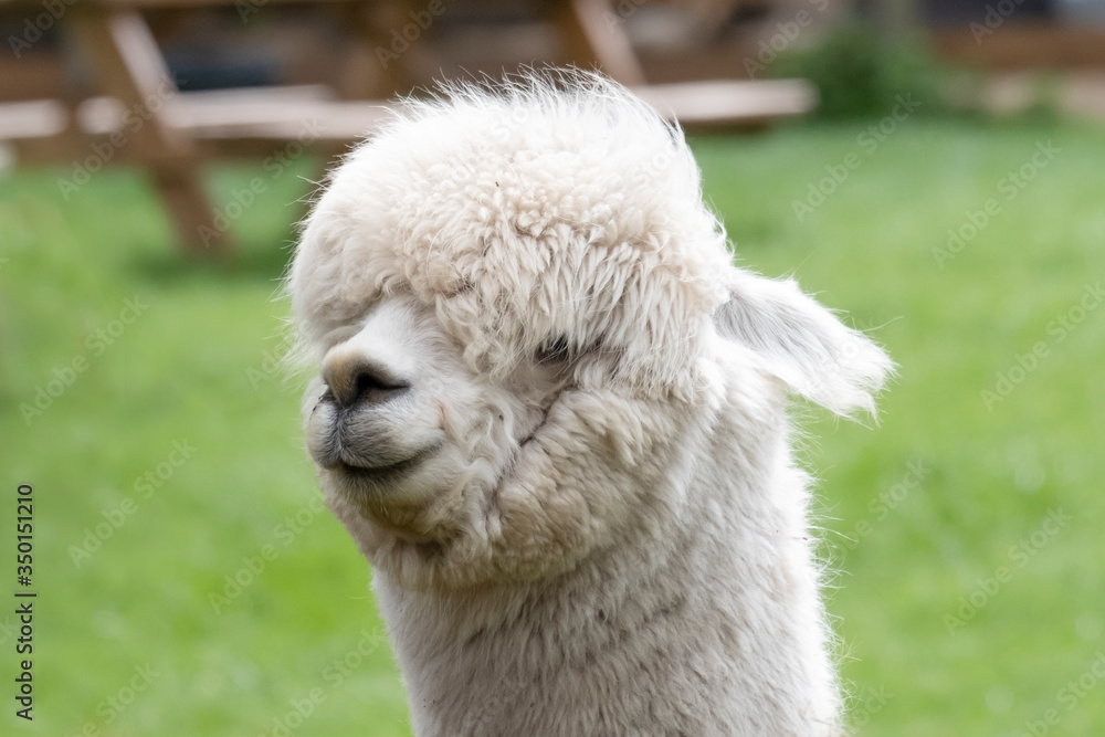 Fototapeta premium White Alpaca, a white alpaca in a green meadow. Selective focus on the head of the alpaca. photo of head