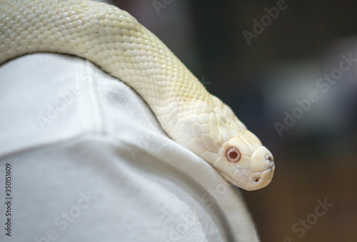 Reticulated python,Snake.Gold Yellow Python, Albino snake with beautiful yellow texture. Pattern Boa Snake skin abstract texture. Reticulated python is non venomous snake.