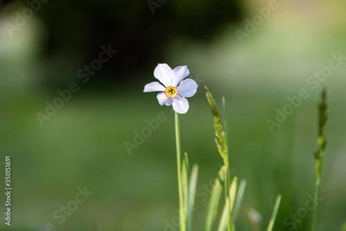 Samotny biały kwiat. Zbliżenie  © danielszura