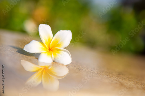 Beautiful white frangipani spa flower. © lenaivanova2311
