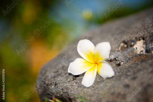 Beautiful white frangipani spa flower. © lenaivanova2311