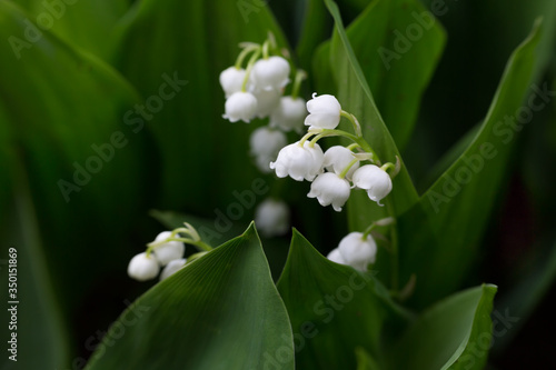 Białe konwalie majowe wśród zielonych liści, kwiaty w czasie kwitnienia wiosną