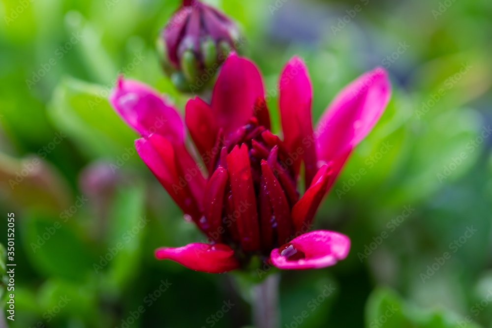 Red chrysanthemums flowering plants