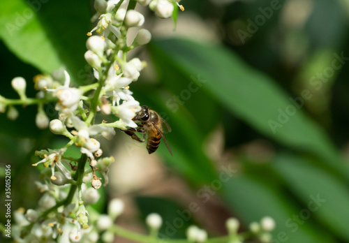 Honey Bee collecting pollen seeking nectar on Clausena Harmandiana blossom with natural green background, White petals and yellow stamens of flowers on tropical herb © anant_kaset