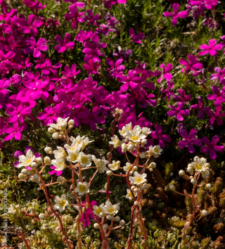 Brightly coloured rock plants in bloom Brightly coloured rock plants in bloom