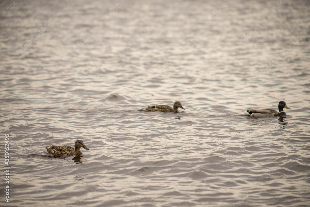 wild ducks swim and bathe in the river wild ducks swim and bathe in the river