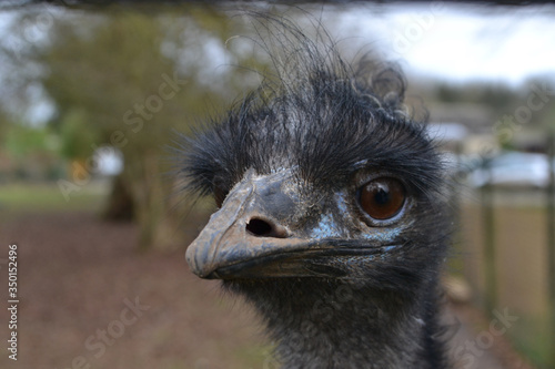 Head of an Emu (Dromaius novaehollandiae)