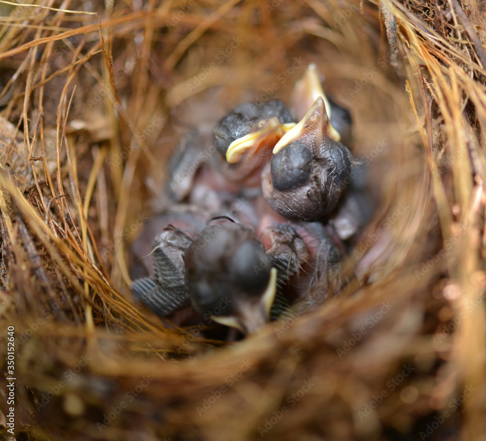 Close up Squabs the emerging dark and sharp tail feathering on the wings in the branches of the nest at rim top of the tree.Blur squab chick birds 5 days old yellow lip in the nest in the forest. Close up Squabs the emerging dark and sharp tail feathering on the wings in the branches of the nest at rim top of the tree.Blur squab chick birds 5 days old yellow lip in the nest in the forest.