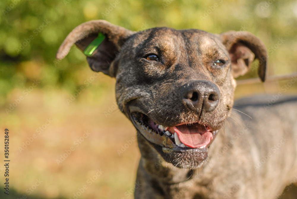 portrait of a pit bull who relaxes in the garden and smiles very cute
portrait of a pit bull who relaxes in the garden and smiles very cute