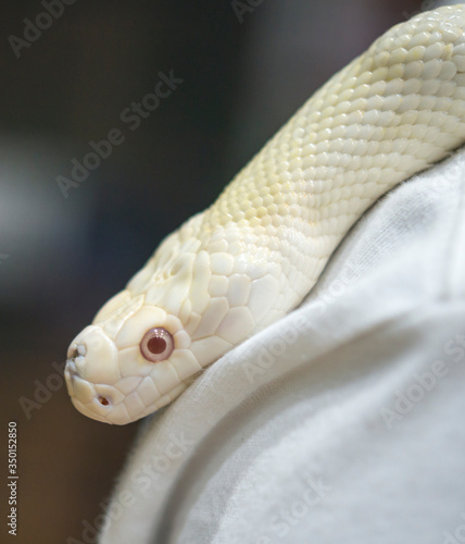 Reticulated python,Snake.Gold Yellow Python, Albino snake with beautiful yellow texture. Pattern Boa Snake skin abstract texture. Reticulated python is non venomous snake.
