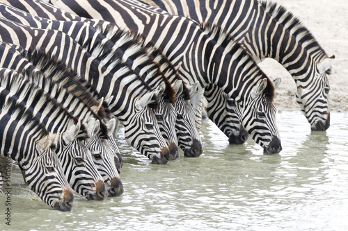Herd of Zebra drinking water from a river in Kruger Park South Africa