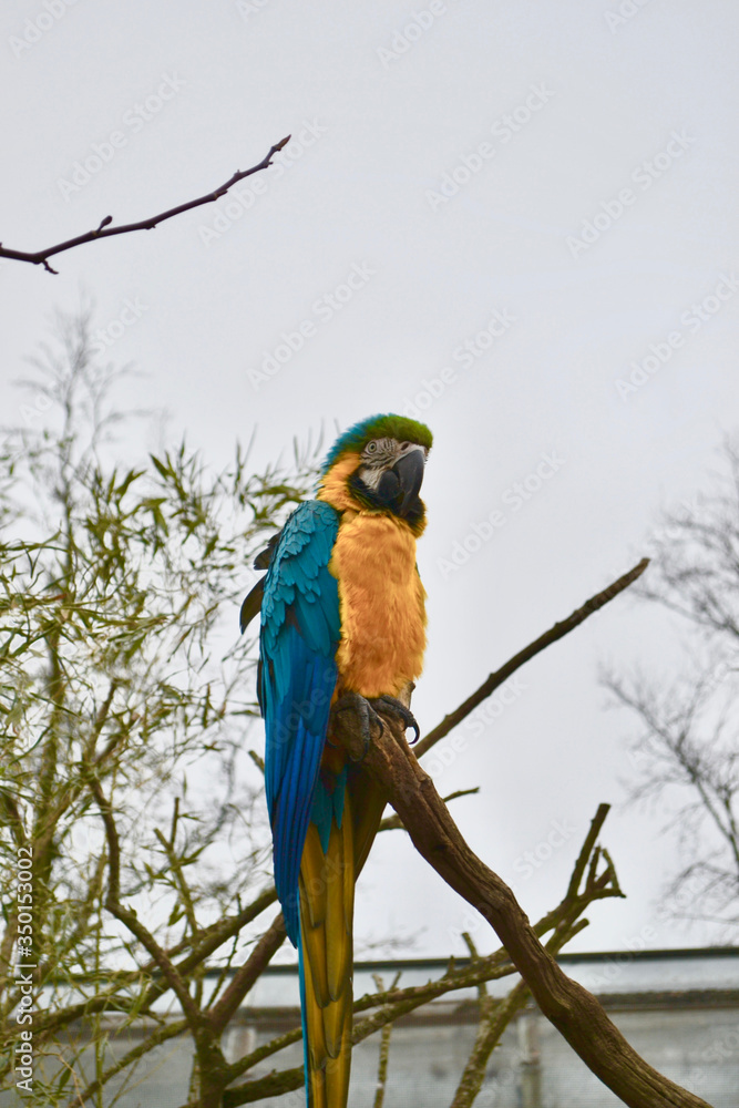 Naklejka premium Blue-and-yellow (or blue-and-gold) macaw parrot (Ara ararauna)