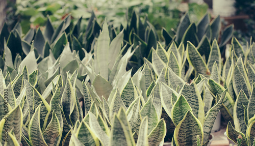 Green  Sansevieria  leaves，Sansevieria  trifasciata Prain photo