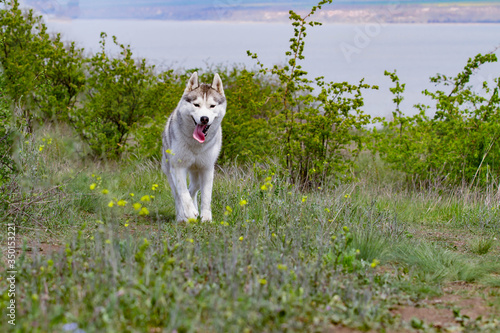 Husky is running through the grass. Close-up. The dog walks in nature. Siberian Husky runs to the camera. Active walks with the dog.