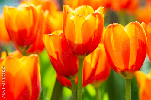 Tulip flower and green leaf background in tulip field at winter or spring day for decoration and agriculture design.