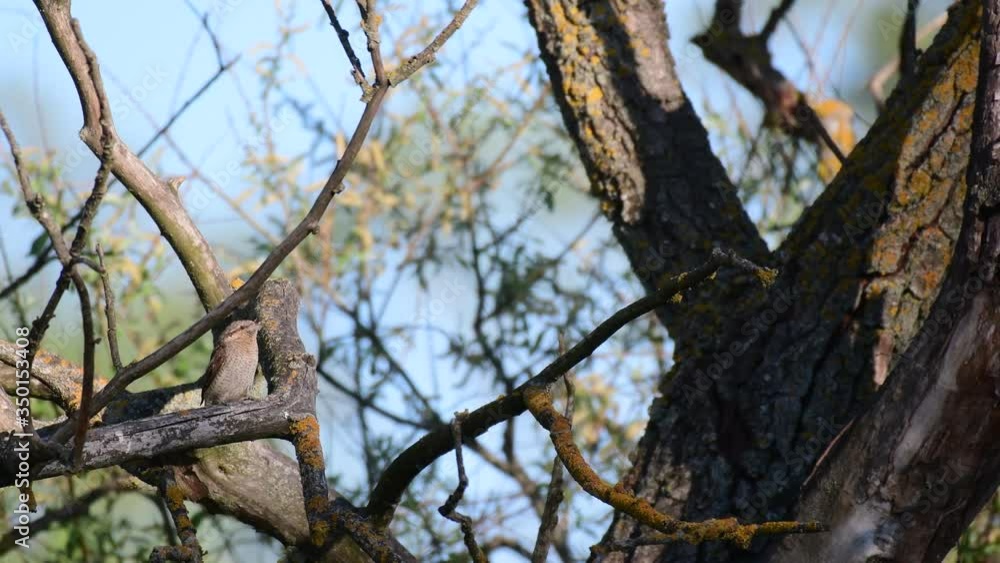 Eurasian wryneck Jynx torquilla. Hiding in the branches of a tree. Sound of nature Eurasian wryneck Jynx torquilla. Hiding in the branches of a tree. Sound of nature
