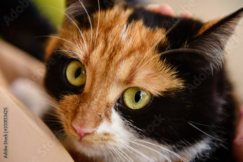 фотографія Japanese bobtail domestic cat looks into camera lens