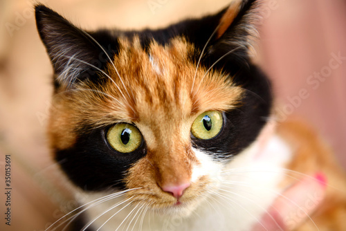 Fotografie Japanese bobtail domestic cat looks into camera lens