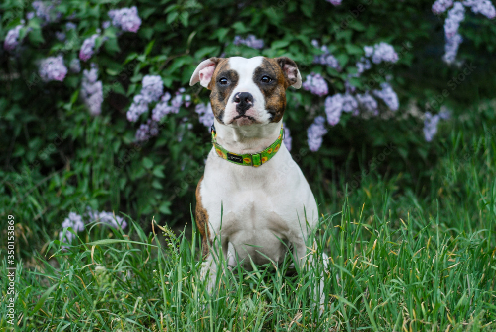 american staffordshire terrier flaunts in a lilac bush in the park
