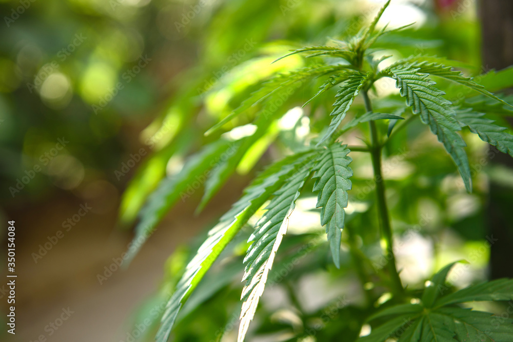 Young marijuana leaves on cannabis cultivation plantation Young marijuana leaves on cannabis cultivation plantation