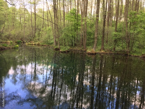 lake in the forest