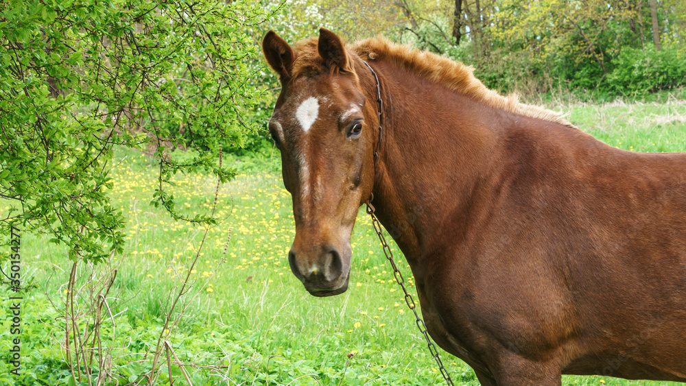 Beautiful red horse with long black mane in field with trees and brushes. Horse grazing on the meadow. Horse is walking and eating green grass in the field. Beautiful nature background. Beautiful red horse with long black mane in field with trees and brushes. Horse grazing on the meadow. Horse is walking and eating green grass in the field. Beautiful nature background.
