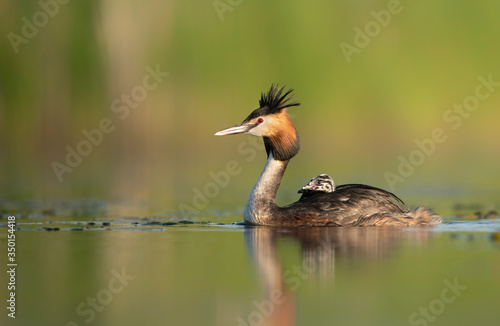 Great crested grebe ( Podiceps cristatus ) with babies on its back photo