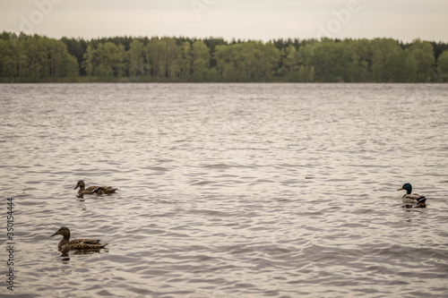wild ducks swim and bathe in the river