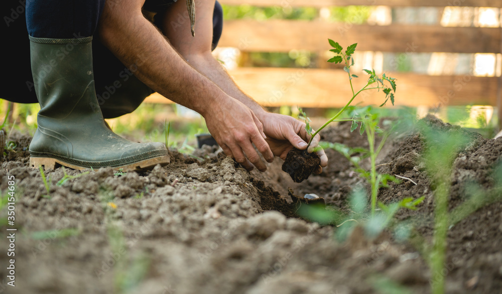 Farmer planting tomatoes seedling in organic garden Farmer planting tomatoes seedling in organic garden