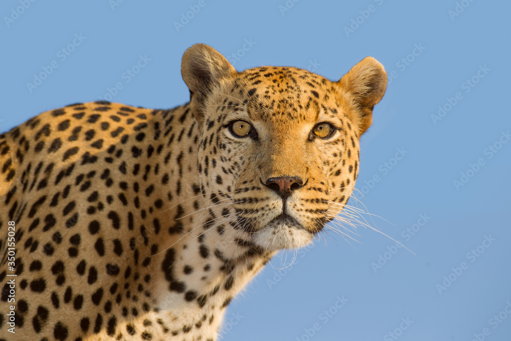 Portrait of adult male Leopard with blue sky background Kruger park South Africa Portrait of adult male Leopard with blue sky background Kruger park South Africa