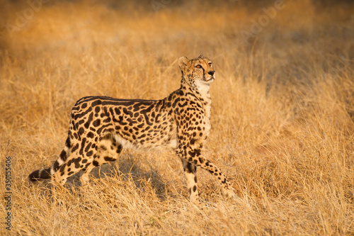 One rare female King Cheetah walking through yellow grass South Africa