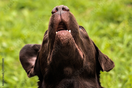 labrador retriever

