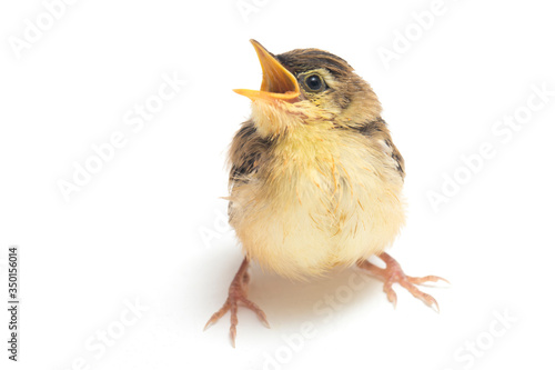 Young Zitting Cisticola Bird (Cisticola juncidis) isolated on white background photo