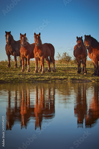 Herd of cold-blooded horses and their reflection in the water.  Horses at the watering hole