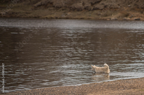 a light colored dog bathes in the river © Natalikaneva